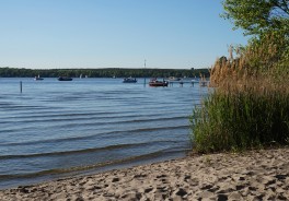 Große Steinlanke - Foto