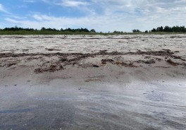 Hoeve Offentlige Strand - Foto