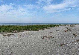 Hoensinge Lyng - Foto