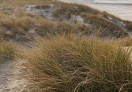 Photo: Konrad Rolf, Unsplash