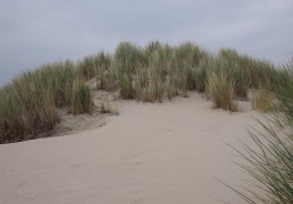 Photo: bruno neurath-wilson, Unsplash