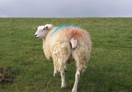 Photo: Frank Weichelt, Unsplash