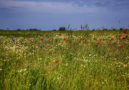Photo: Bernd 📷 Dittrich, Unsplash