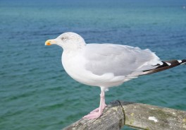 Photo: Mathias Conrad, Unsplash